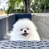 ポメラニアン