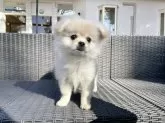 ミックス(ペキニーズ×ポメラニアン)【山梨県・女の子・2024年9月9日・クリーム】の写真3