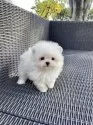 ポメマル(ポメラニアン×マルチーズ)【山梨県・女の子・2025年9月24日・クリーム】の写真4
