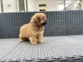 ペキプー(ペキニーズ×トイプードル)【山梨県・男の子・2025年6月21日・レッド】の写真5
