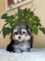 ミックス(マルチーズ×ヨークシャーテリア)【山梨県・女の子・2025年8月31日・ブラックタンホワイト】の写真5