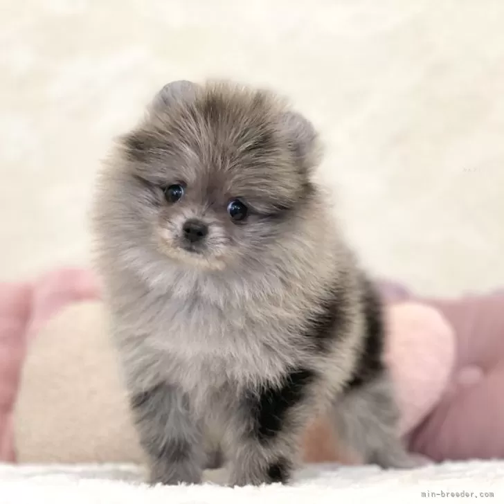 ID:2405-06220の子犬