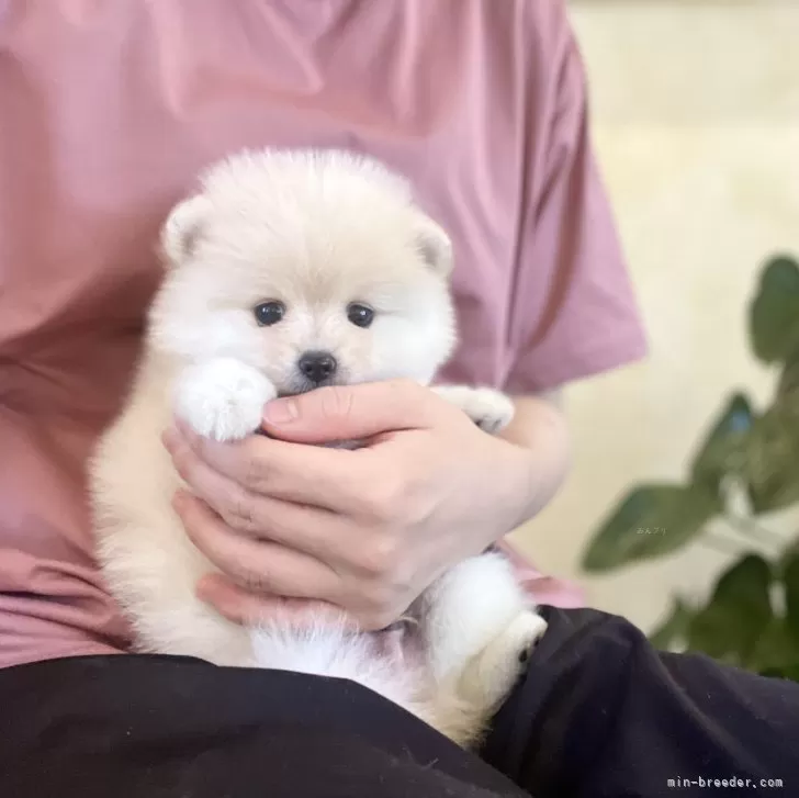 ID：2408-04786の子犬