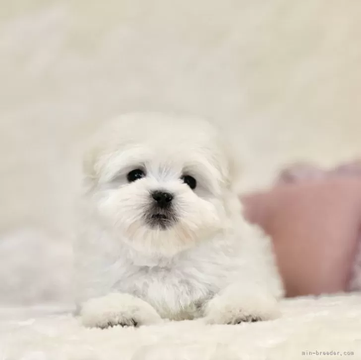 ID:2403-05653の子犬