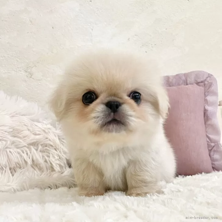 ID:2405-02828の子犬