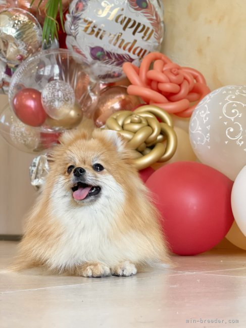 ポメラニアン【・女の子・2022年1月11日・オレンジ】