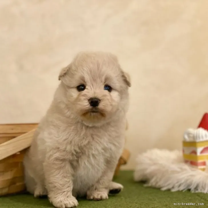 ID：2305-03549の子犬
