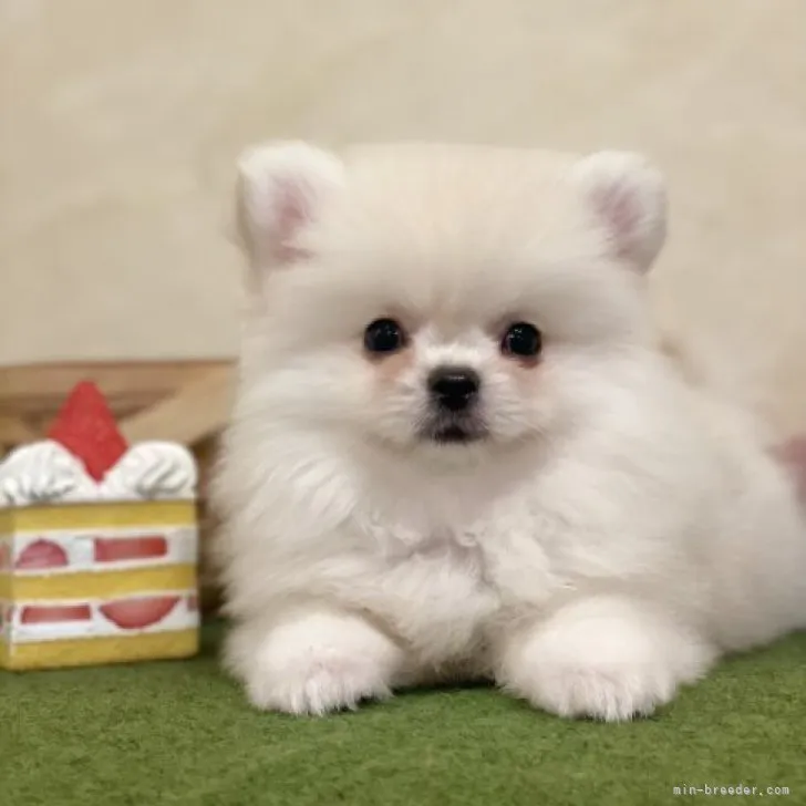 ID:2306-00485の子犬