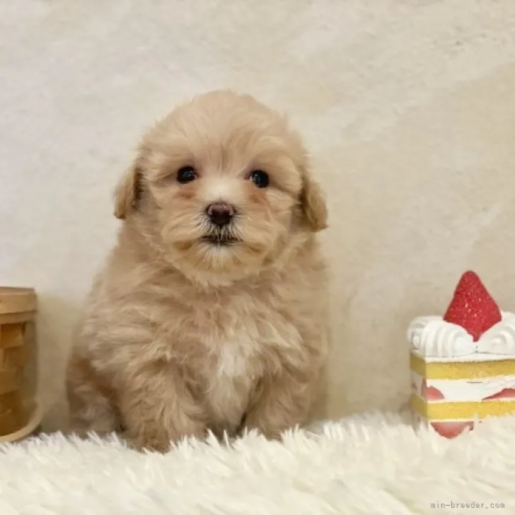 みっちゃん 様のお迎えした子犬