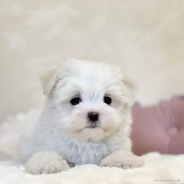 ID：2403-04941の子犬