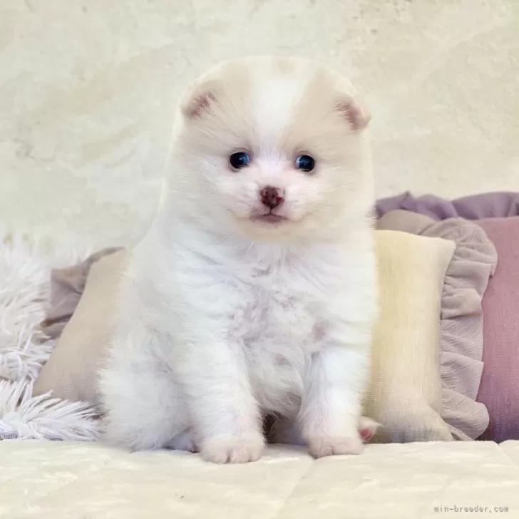 Y.H 様のお迎えした子犬