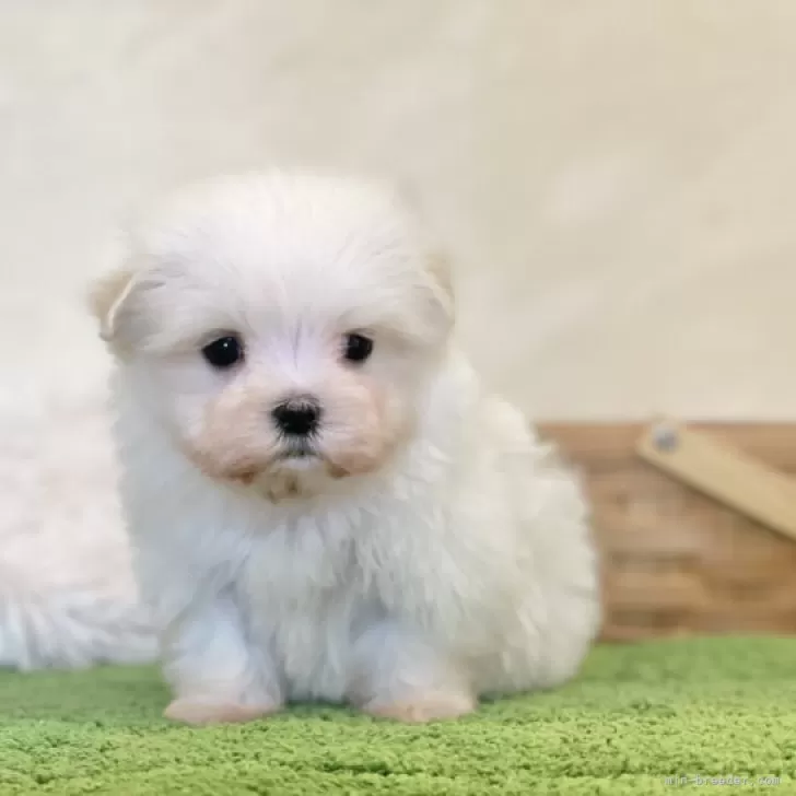ID：2312-03750の子犬