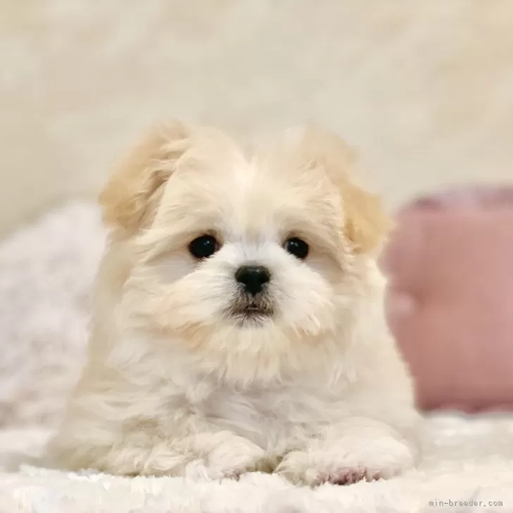 ID:2403-06132の子犬