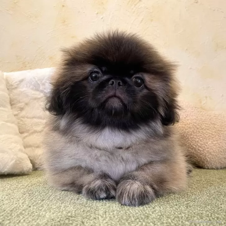 クッキー 様のお迎えした子犬