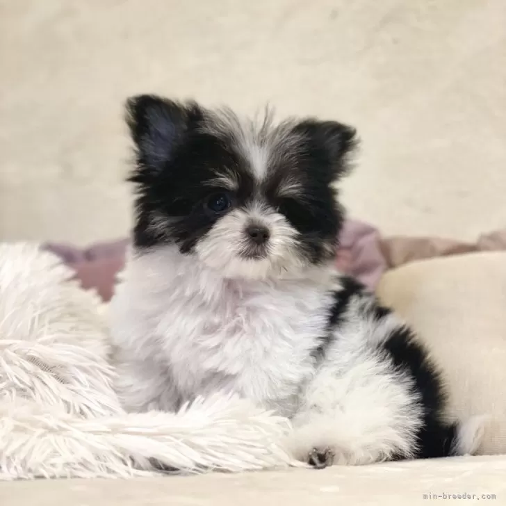 ID:2402-01873の子犬