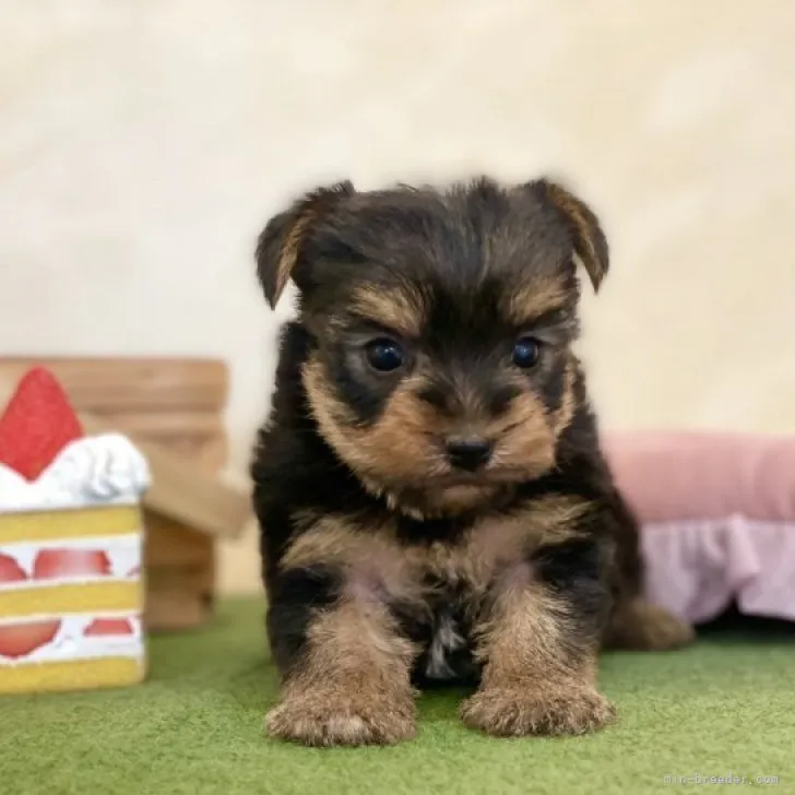 ID:2305-04443の子犬