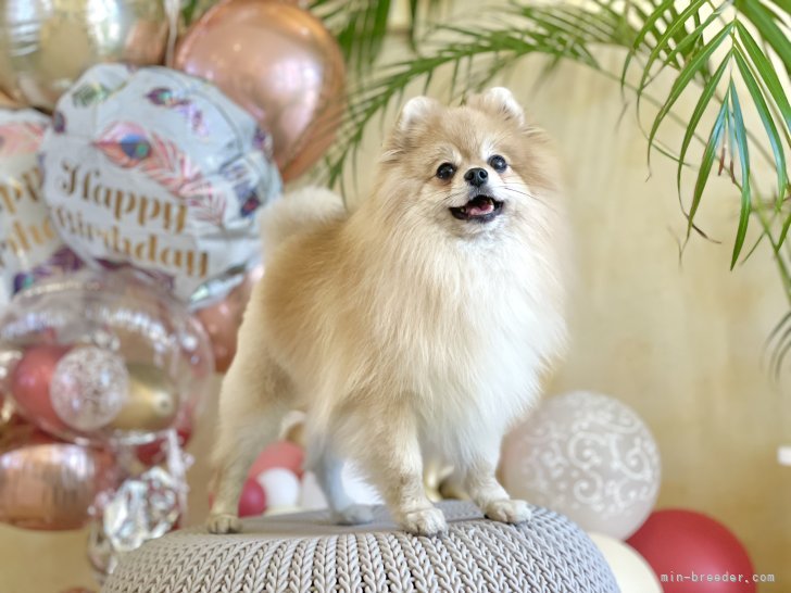 ポメラニアン【・男の子・2019年5月11日・クリーム】