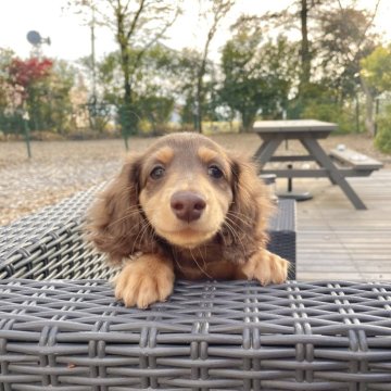 ミニチュアダックスフンド(ロング)【山梨県・男の子・2024年1月14日・チョコレートタン】の写真「とっても明るい性格の元気な男の子です☺️⭐️」