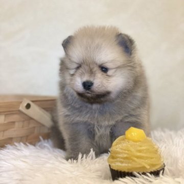 ポメラニアン【山梨県・男の子・2023年1月31日・オレンジ】の写真「とてもおっとりした性格です🍀」