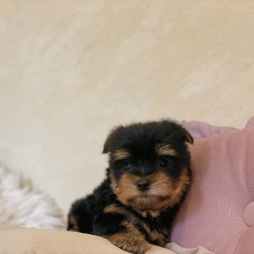 ヨークシャーテリア【山梨県・男の子・2023年11月6日・スチールブルータン】の写真「甘えん坊さんな子です☺️🌼」