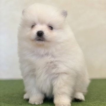 ポメラニアン【山梨県・女の子・2023年1月31日・クリーム】の写真「甘えん坊ちゃんです🌼」