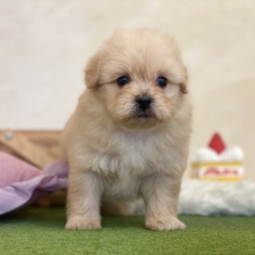ミックス(ペキニーズ×トイプードル)【山梨県・男の子・2023年5月30日・アプリコット】の写真「大きいおめ目がチャームポイントです🌈」