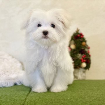マルチーズ【山梨県・男の子・2023年8月15日・ホワイト】の写真「甘えん坊さんな明るい性格です☺️🌼」