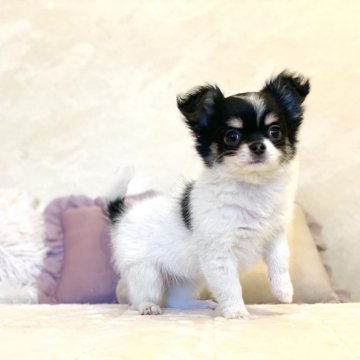 チワワ(ロング)【山梨県・女の子・2023年12月23日・ホワイトブラックタン】の写真「✨️両親遺伝子検査クリアです✨️」