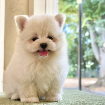 ポメマル(ポメラニアン×マルチーズ)【山梨県・男の子・2024年5月6日・クリーム】の写真「毛量たっぷりフワフワで可愛いです☺️🌈✨️」