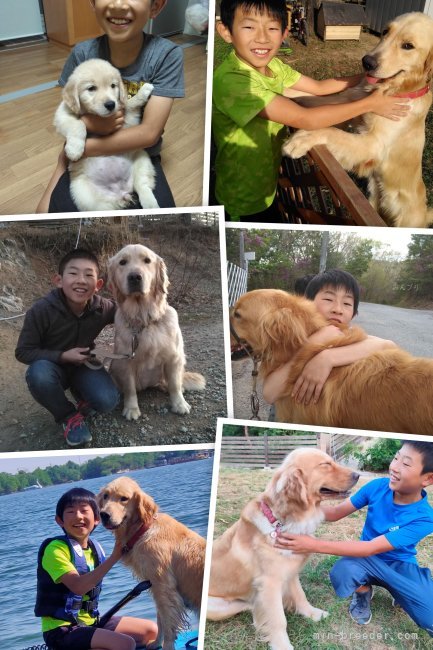 家族と暮らす親犬たち｜山内　康裕(やまうち　やすひろ)ブリーダー(兵庫県・ゴールデンレトリバー・JKC登録)の紹介写真9