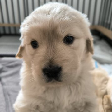 ゴールデンレトリバー【兵庫県・女の子・2025年1月14日・ライトゴールド】の写真「欧州外産EGとAGのハイブリッドゴルふんわり女子」