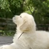 ゴールデンレトリバー【兵庫県・男の子・2025年4月10日・ライトゴールド】の写真6