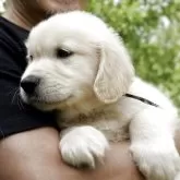 ゴールデンレトリバー【兵庫県・男の子・2025年4月10日・ライトゴールド】の写真2「性格は泰然自若、じっくりどっしり派🪨」