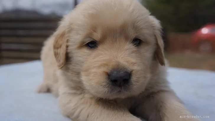S.N 様のお迎えした子犬