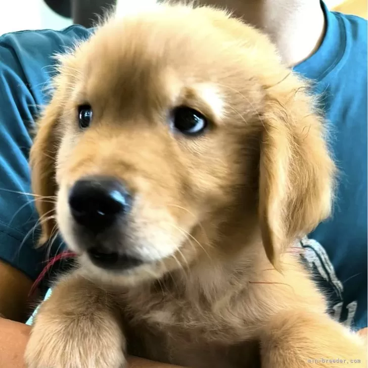 ID：2408-04276の子犬