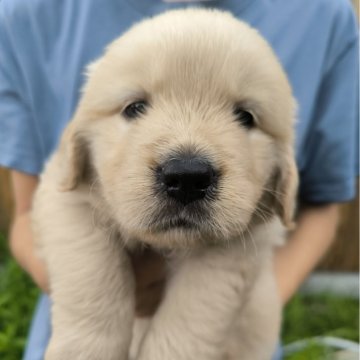 ゴールデンレトリバー【兵庫県・女の子・2024年6月21日・ライトゴールド】の写真「欧州外産EGとAGのハイブリッドゴールデン」