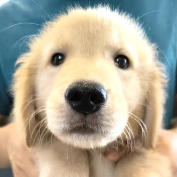 ゴールデンレトリバー【兵庫県・女の子・2024年7月17日・ゴールド】の写真「品の良いお顔の紫ちゃん」