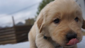 ゴールデンレトリバー【兵庫県・女の子・2020年2月11日・ゴールド】の写真「両親遺伝子検査済み・優良血統・元気モリモリ」