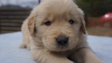 ゴールデンレトリバー【兵庫県・女の子・2020年2月11日・ゴールド】の写真「両親遺伝子検査済み・優良血統・キュキュッ」