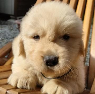 ゴールデンレトリバー【兵庫県・男の子・2022年5月18日・ゴールド】の写真「両親8項目遺伝子検査クリア・優良血統・眉間のつむじ」