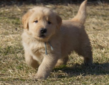 ゴールデンレトリバー【兵庫県・男の子・2020年2月11日・ゴールド】の写真「両親遺伝子検査済み・優良血統・ビッグな男の子」