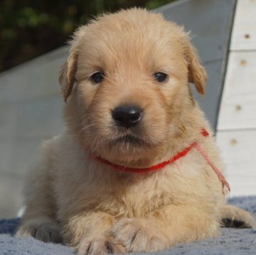 ゴールデンレトリバー【兵庫県・女の子・2024年7月17日・ゴールド】の写真「ふんわりクリームな赤桃ちゃん」