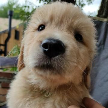 ゴールデンレトリバー【兵庫県・男の子・2022年5月9日・ゴールド】の写真「両親8項目遺伝子検査クリア・優良血統・フレンドリー」