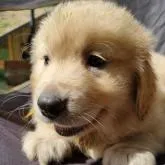 ゴールデンレトリバー【兵庫県・男の子・2022年5月9日・ゴールド】の写真1