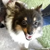 ポメラニアン【和歌山県・男の子・2024年11月28日・ブラックタン&ホワイト】の写真5「いい笑顔♥️」