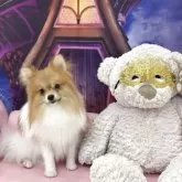 ポメラニアン【和歌山県・男の子・2024年11月28日・オレンジパーティー】の写真3「生後9ヶ月半すぎ。シャンプーday」