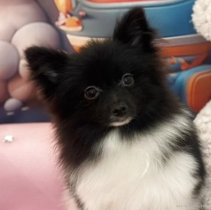 ID：2501-07455の子犬