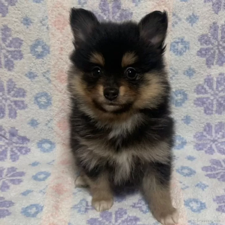 S.T 様のお迎えした子犬