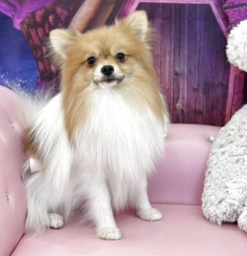 ポメラニアン【和歌山県・男の子・2024年11月28日・オレンジパーティー】の写真「可愛いお顔の元気印」