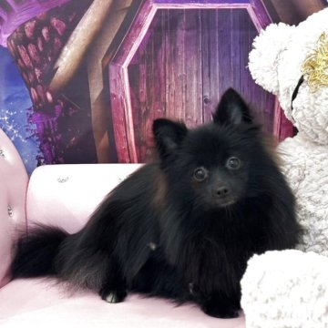 ポメラニアン【和歌山県・女の子・2024年11月28日・ブラック】の写真「真っ黒な可愛いこぐま」